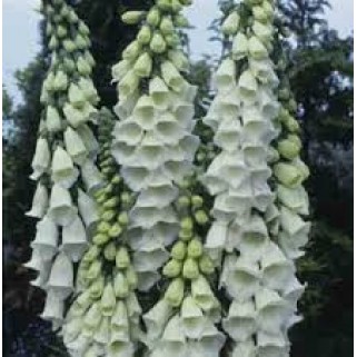 Rusmenė ( lot. digitalis purpurea)  Alba