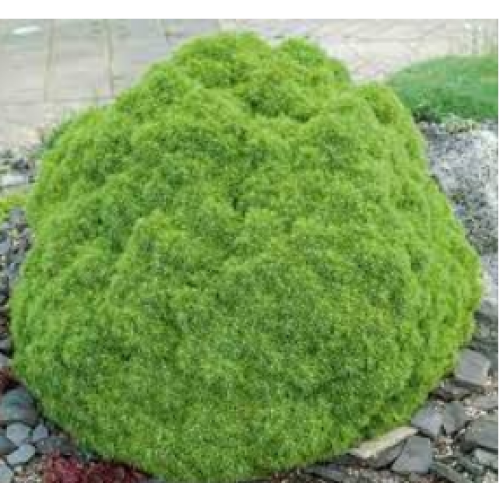 Eglė paprastoji ( lot. Picea abies)   Alberta Globe