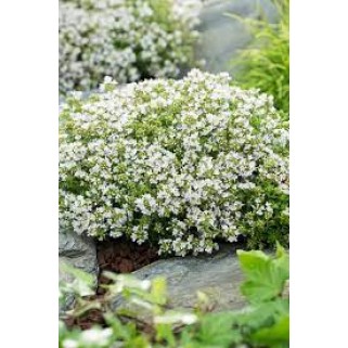 Čiobrelis ( lot. Thymus praecox) Albiflorus