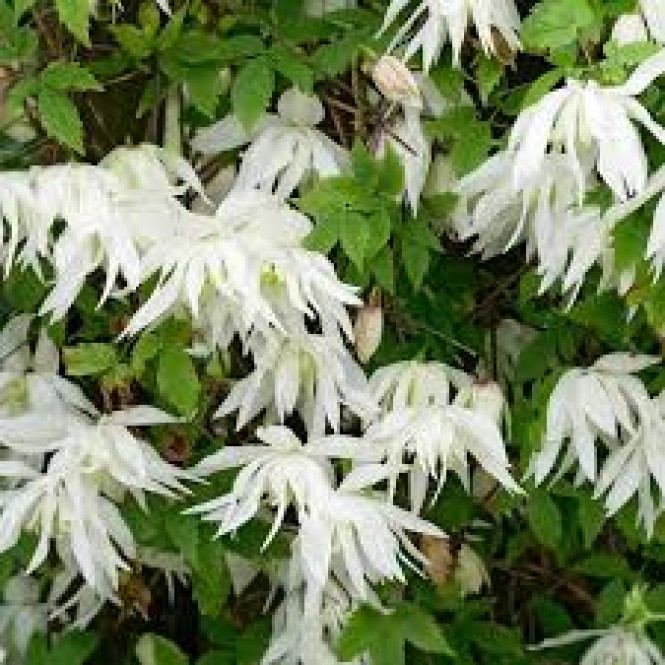 Raganė ( lot.Clematis atragene) Albina Plena Raganė ( lot.Clematis atragene) Albina Plena