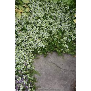 Čiobrelis ( lot. Thymus serpyllum) Albus
