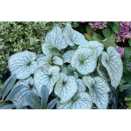 Brunera didžialapė (lot.Brunnera macrophylla) Alexander's great