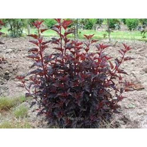 Pūslenis putinalapis ( lot.Physocarpus opulifolius ) All black