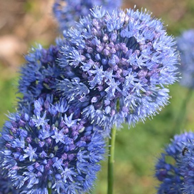 Dekoratyvinis česnakas  mėlynasis (lot.Allium Caeruleum ) , 10 vmt