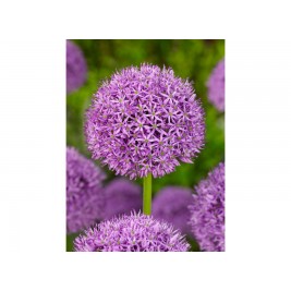 Dekoratyvinis česnakas (lot.Allium)  Gladiator Dekoratyvinis česnakas (lot.Allium)  Gladiator