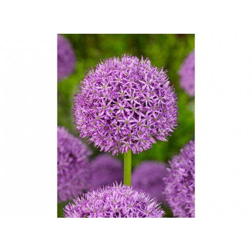 Dekoratyvinis česnakas (lot.Allium)  Gladiator