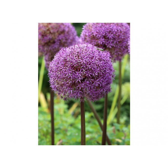 Dekoratyvinis česnakas (lot.Allium)  Globemaster