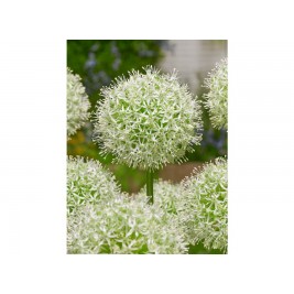 Dekoratyvinis česnakas (lot.Allium)  Mount Everest Dekoratyvinis česnakas (lot.Allium)  Mount Everest