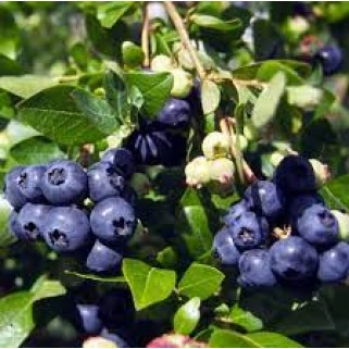 Šilauogė žemaūgė( lot. Vaccinium corymbosum) Alvar