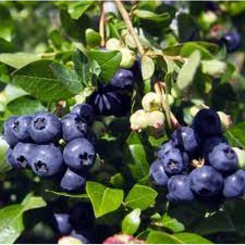 Šilauogė žemaūgė( lot. Vaccinium corymbosum) Alvar