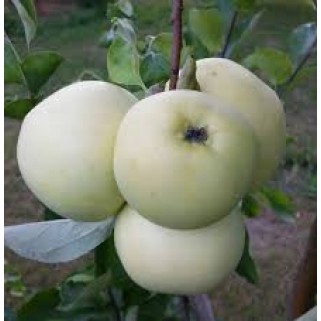 Obelis vasarinė ( lot. Malus domestica) Alyvinė