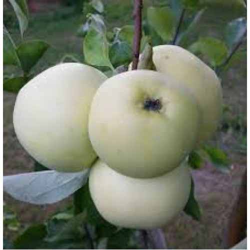 Obelis vasarinė ( lot. Malus domestica) Alyvinė