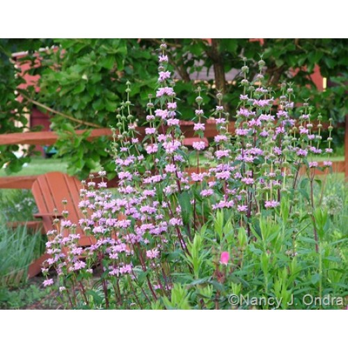 Gumbene ( lot. Phlomis tuberosa)  Amazone
