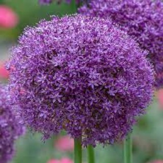 Dekoratyvinis česnakas (lot.Allium)  Ambassador, 10 vnt