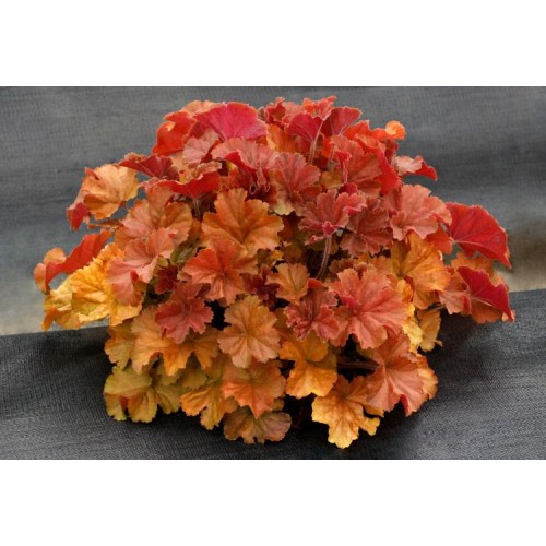 Alūnė ( lot. Heuchera) Northern Exposure Amber