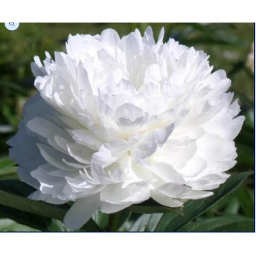 Bijūnas puikusis ( lot. peonia lactiflora) Amalia Olson, 2025 ruduo