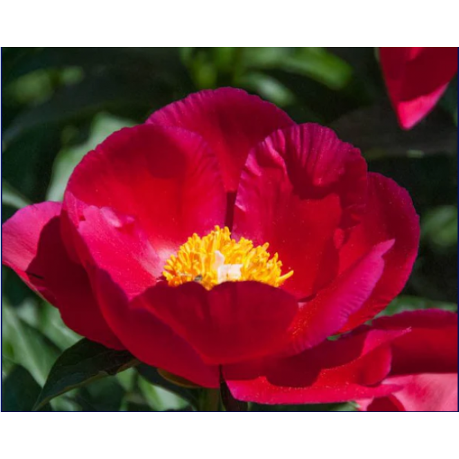 Bijūnas ( lot. peonia lactiflora) America 2026 ruduo Bijūnas ( lot. peonia lactiflora) America 2026 ruduo