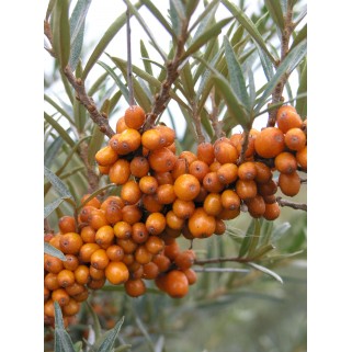 Šaltalankis ( lot. Hippophae rhamnoides) Aromatnaja ( moteriškas)