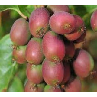 Aktinidija smailialapė ( lot. Actinidia arguta) Ananasnaya (moteriška)