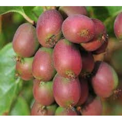 Aktinidija smailialapė ( lot. Actinidia arguta) Ananasnaya (moteriška)