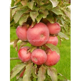 Obelis koloninė žieminė ( lot. Malus domestica)  Anda