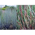 Barzdūnas kupstinis (lot. Schizachyrium scoparium) Prairie Blues