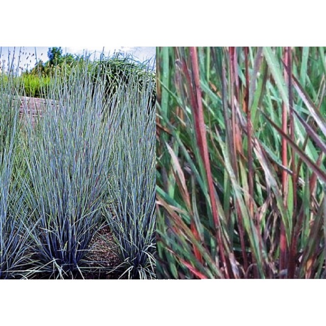 Barzdūnas kupstinis (lot. Schizachyrium scoparium) Prairie Blues