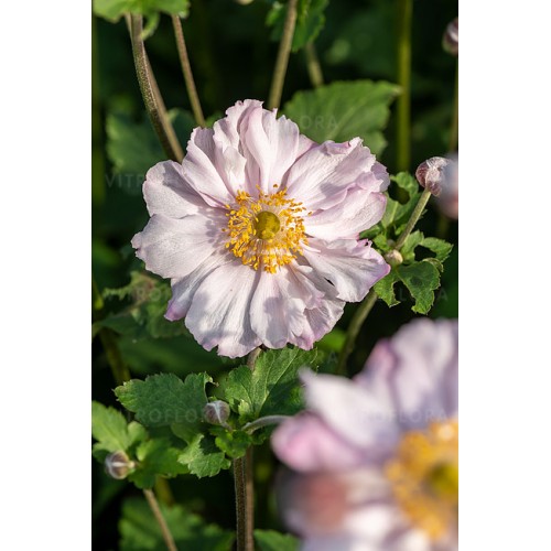 Plukė japoninė (lot. Anemone hybrida) Konigin Charlotte