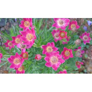 Plukė  (lot. Anemone multifida) Rubra