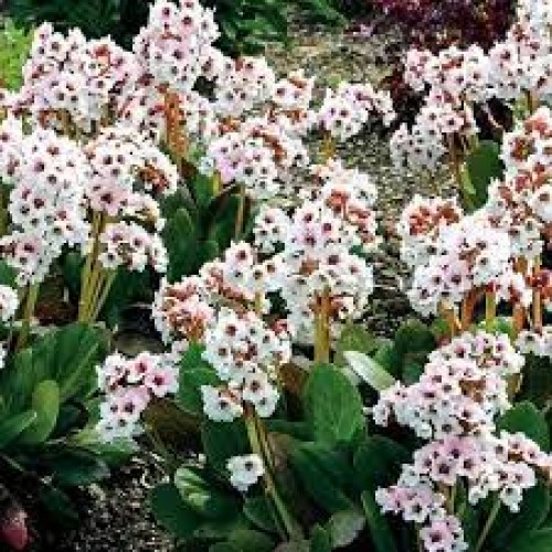 Bergenija (lot. Bergenia) Dragonfly Angel Kiss