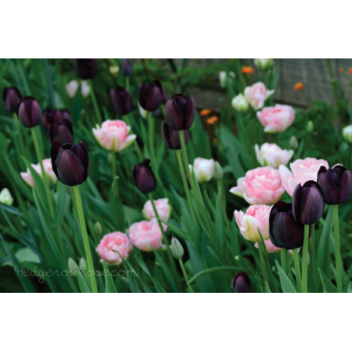Tulpių derinys ,,Svaiginantis grožis", 10 vnt