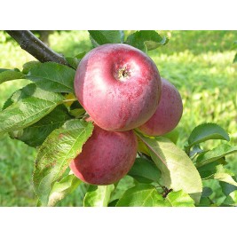 Obelis koloninė žieminė ( lot. Malus domestica)  Anite