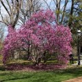 Magnolija (lot. Magnolia hybrida) Ann