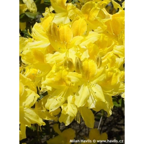 Azalija didžiažiedė  ( lot. Azalea deciduous)  Anneke