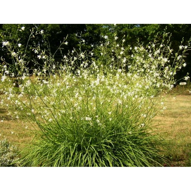 Šiaudenis šakotasis (lot. Anthericum ramosum)