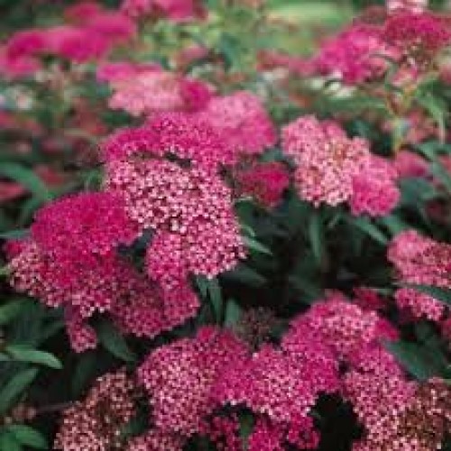 Lanksva bumaldo  ( lot. Spiraea bumalda) Anthony Waterer