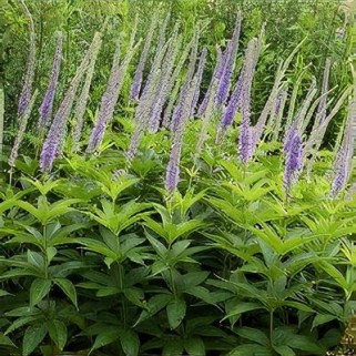 Veronikūnas virgininis ( lot. Veronicastrum virginicum) Apollo