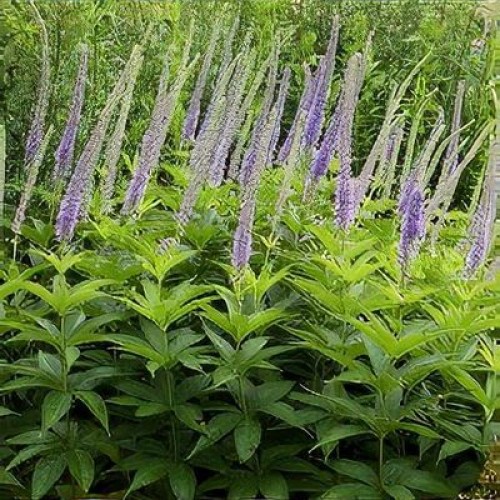 Veronikūnas virgininis ( lot. Veronicastrum virginicum) Apollo