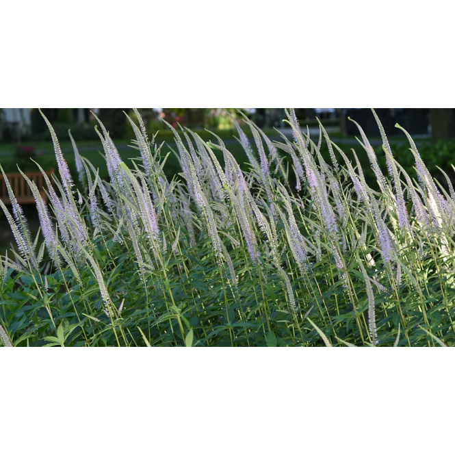 Veronikūnas virgininis ( lot. Veronicastrum virginicum) Apollo White