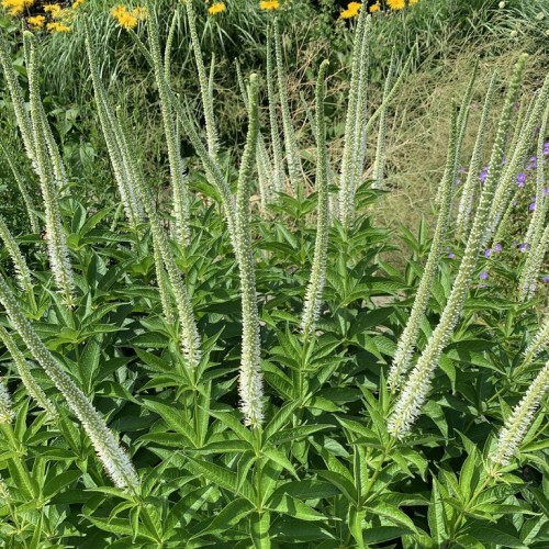 Veronikūnas virgininis ( lot. Veronicastrum virginicum) Apollo White