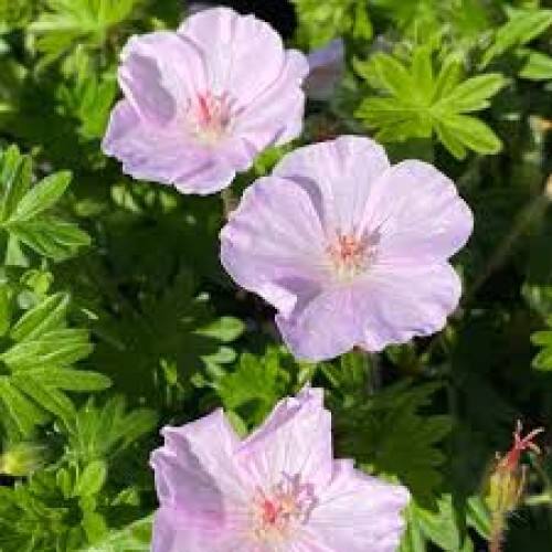 Snaputis (lot. Geranium sanguineum)  Appleblossom