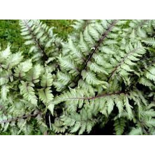 Blužniapapartis japoninis (lot.Athyrium niponicum var pictum) 
