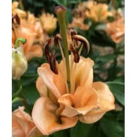 Lelijos ( Lot. Lilium) Apricot Fudge   Lelijos ( Lot. Lilium) Apricot Fudge