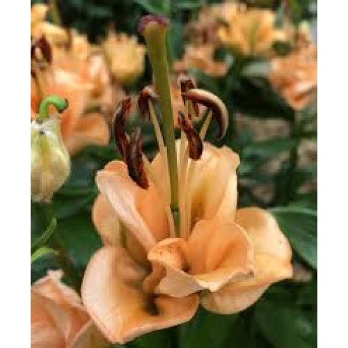 Lelijos ( Lot. Lilium) Apricot Fudge  