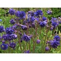 Sinavadas  (lot.Aquilegia vulgaris) Blue Barlow