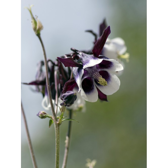 Sinavadas  (lot.Aquilegia caerulea) William Guiness