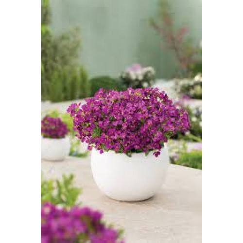 Vaistutis ( lot. Arabis caucasica)  Deep rose