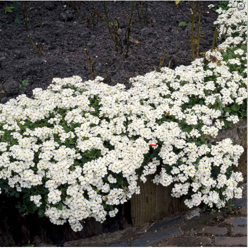 Vaistutis ( lot. Arabis caucasica)  Little Treasure White