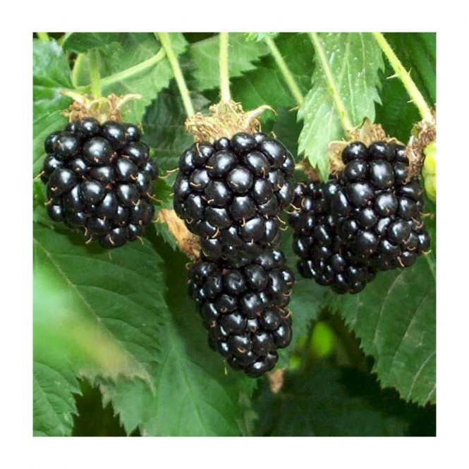Gervuogė bespyglė ( lot. Rubus fruticosus) Black Satin