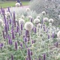 Bandrenis ( lot. Echinops sphaerocephalus) Arctic Glow